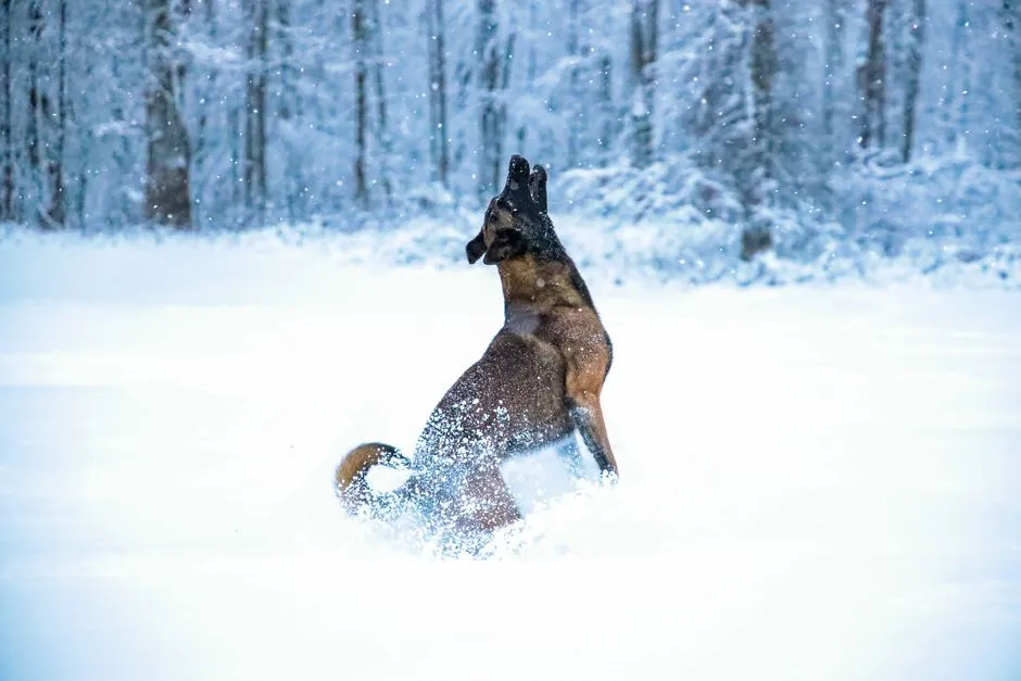 #2 - Belgian Malinois: The Working Dog That Never Clocks Out (Never Settles) (Image Credits: Pexels)