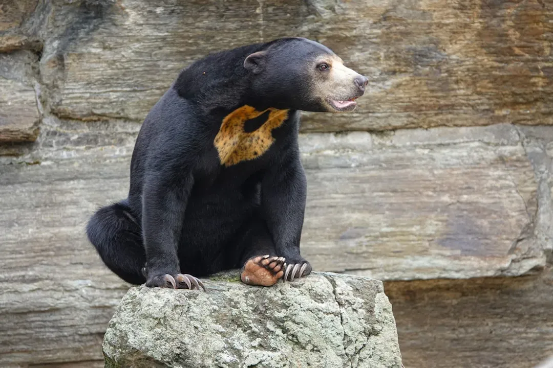 Sun Bears Flaunt 10-Inch Monster Tongues (Image Credits: Unsplash)