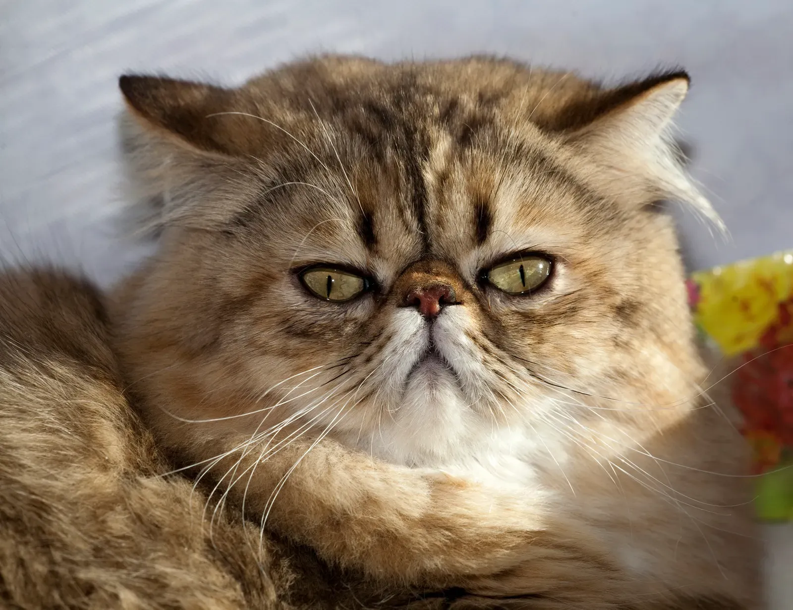 Persian Cats: Serene Elegance For Your Peaceful Sanctuary (Image Credits: Wikimedia)