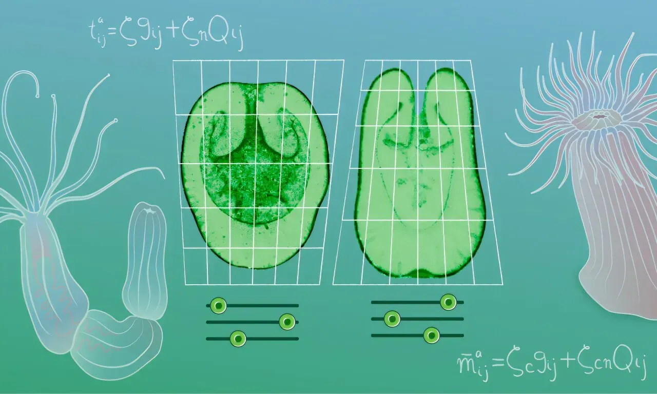 The Ocean as a Living Physics Lab (Image Credits: Daniela Velasco / EMBL)