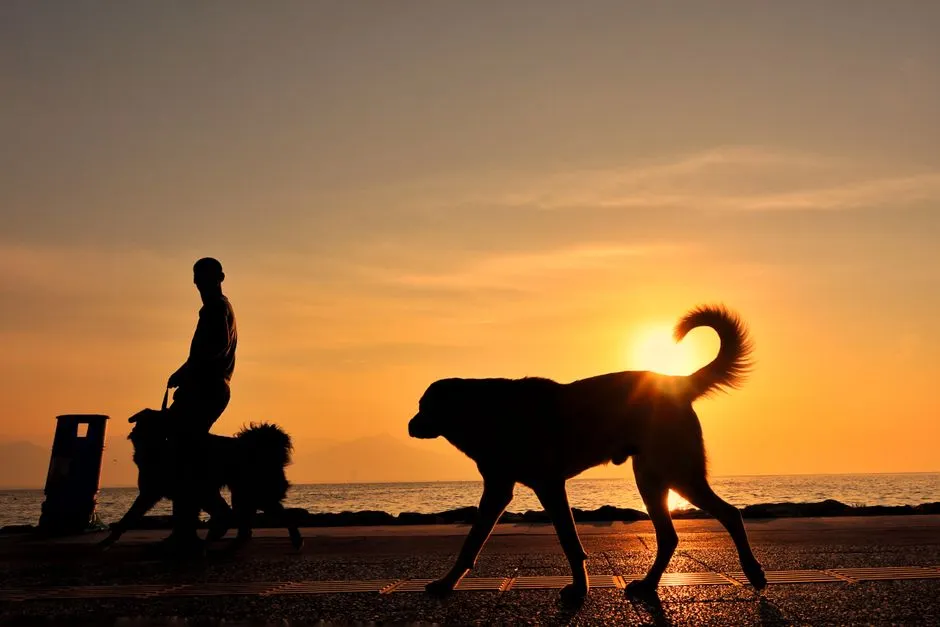 8. Darker Walks Increase Anxiety and Confusion (Image Credits: Pexels)
