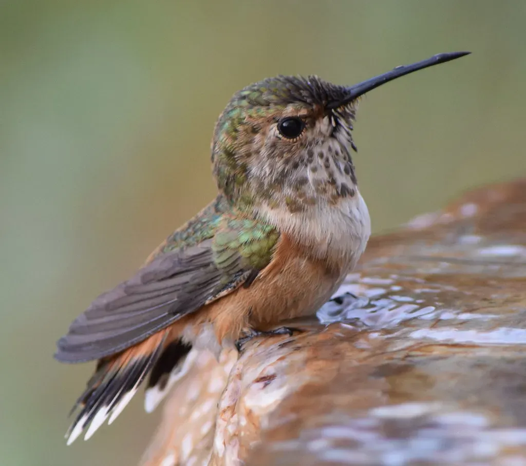 #5 - The Splashing in Your Sprinkler Isn't Random. They're Actually Bathing. (tracie7779, Flickr, CC BY-SA 2.0)