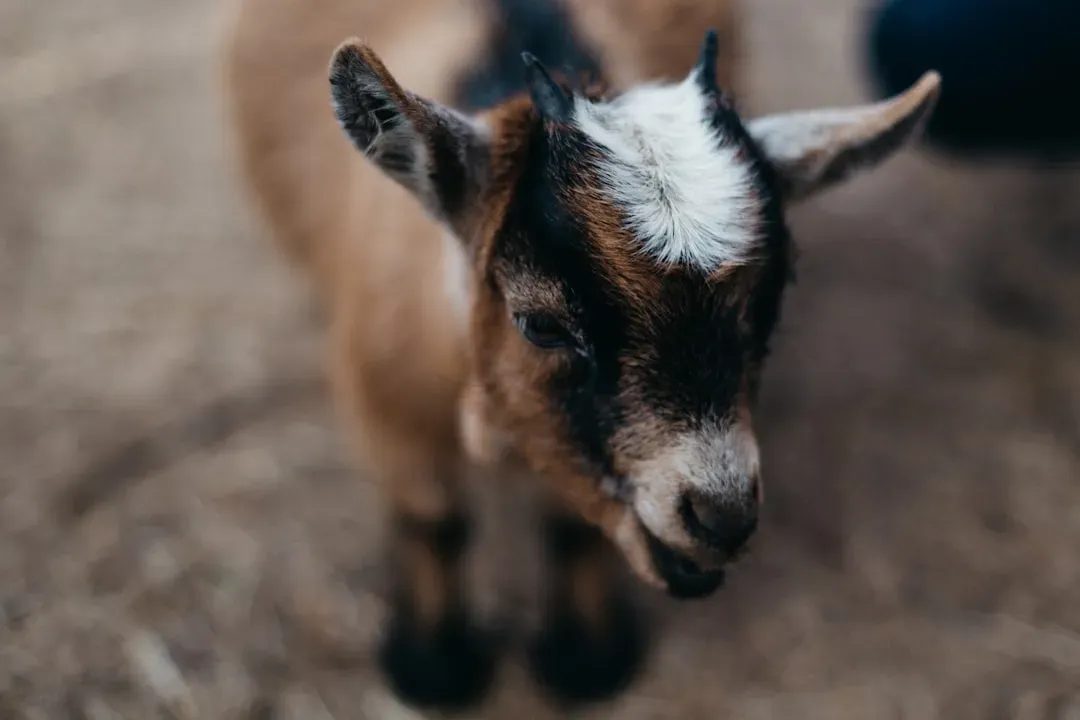 Introduction (Image Credits: Unsplash)