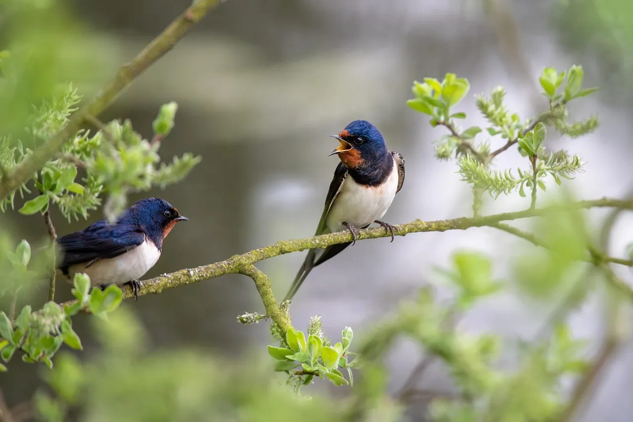#7 - Tree Swallows Have Lost Nesting Cavities (Image Credits: Pixabay)