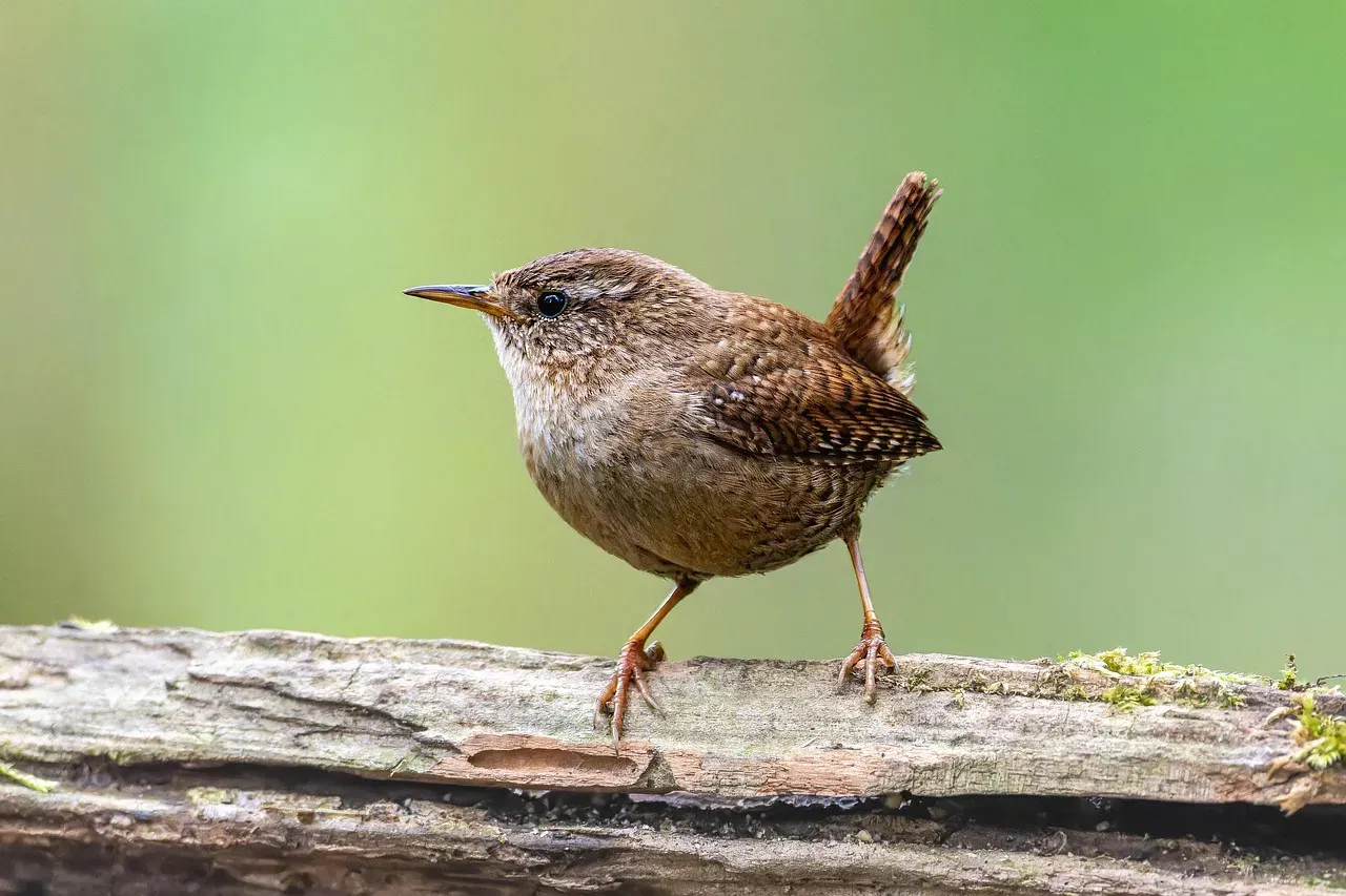 Songbirds and Other Woodland Species Came Back (Image Credits: Pixabay)