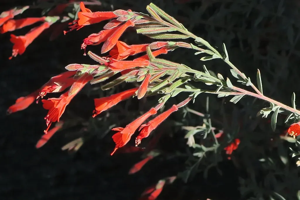 8. California Fuchsia (Epilobium canum) - The Autumn Lifeline (John Rusk, Flickr, CC BY 2.0)
