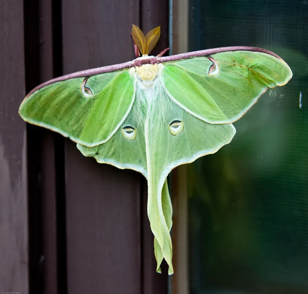 Luna Moth (Image Credits: Flickr)