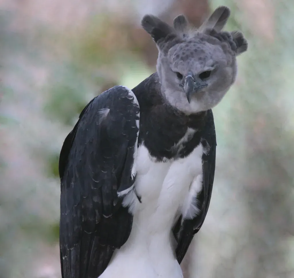 The Harpy Eagle: A Living Myth From the Rainforest (Image Credits: Flickr)