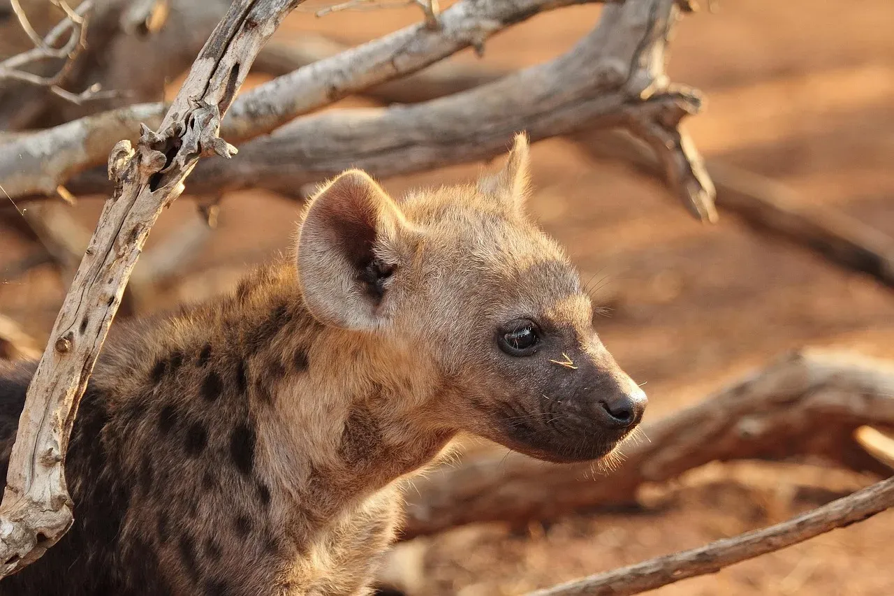 The Hyena's Laugh: Anything But Funny (Image Credits: Pixabay)