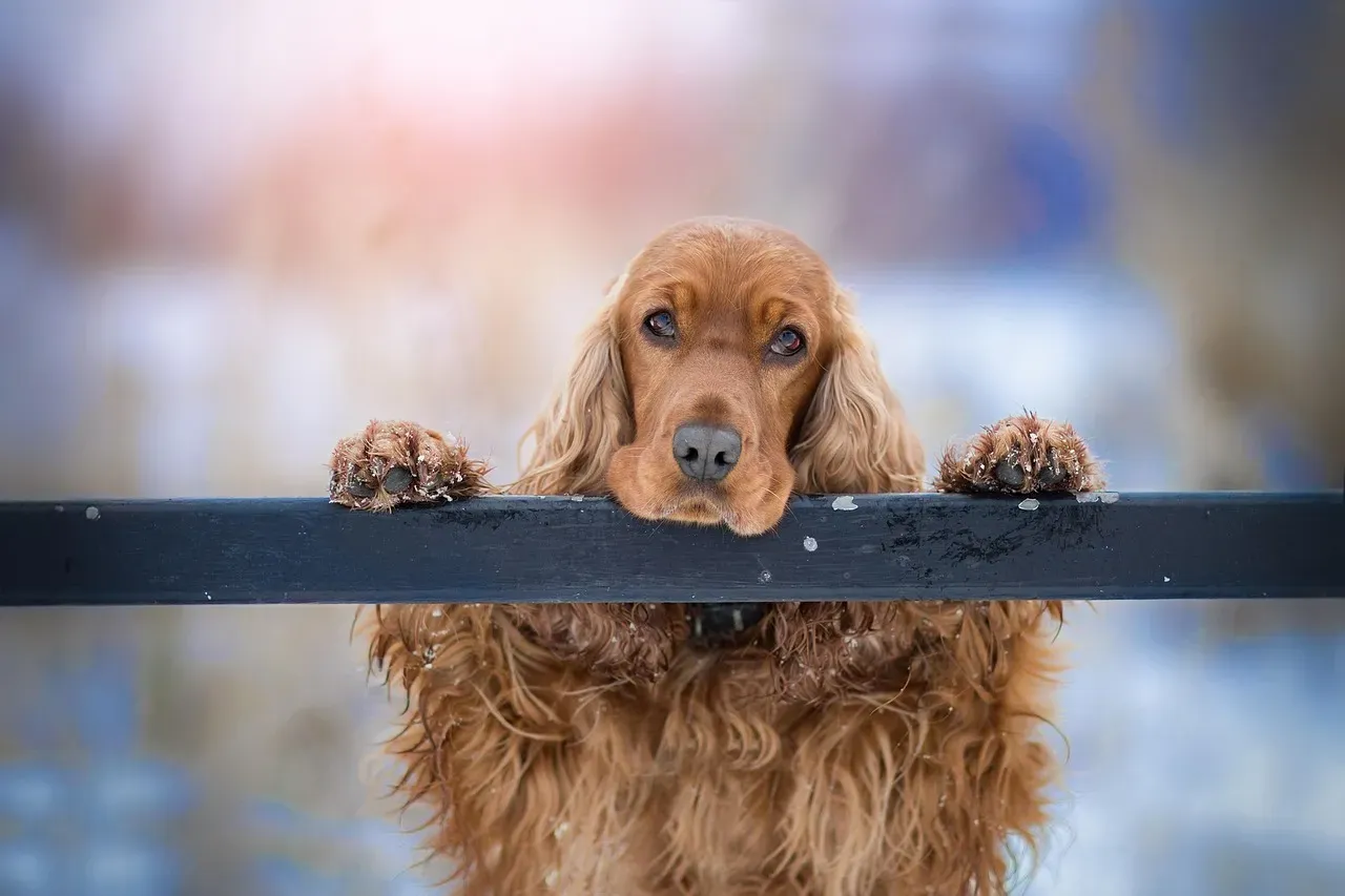 Cocker Spaniels Face Frequent Ear and Joint Problems (Image Credits: Pixabay)