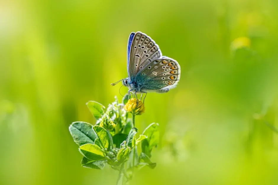 What Drives These Recoveries: The Role of Meadow Restoration (Image Credits: Pexels)
