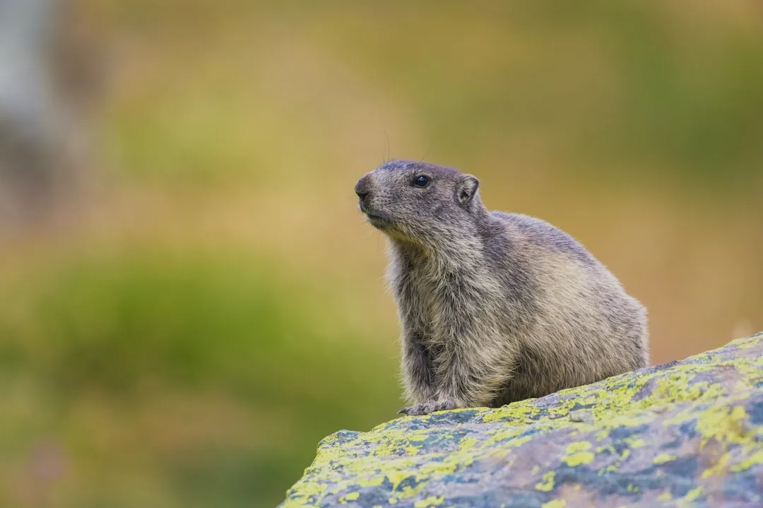 Montana: Wilderness and Wildlife (Image Credits: Unsplash)