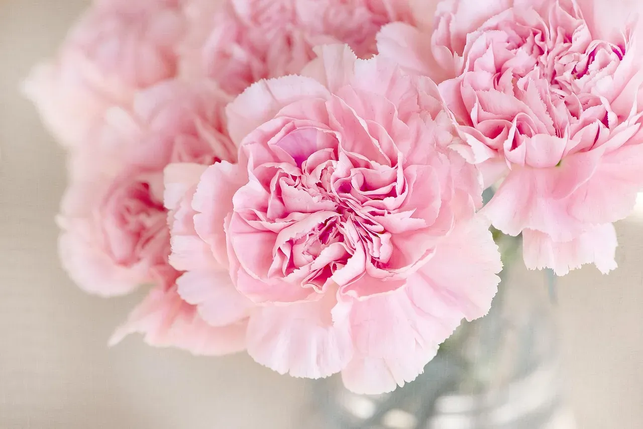 Carnations: The Underestimated Threat (Image Credits: Pixabay)