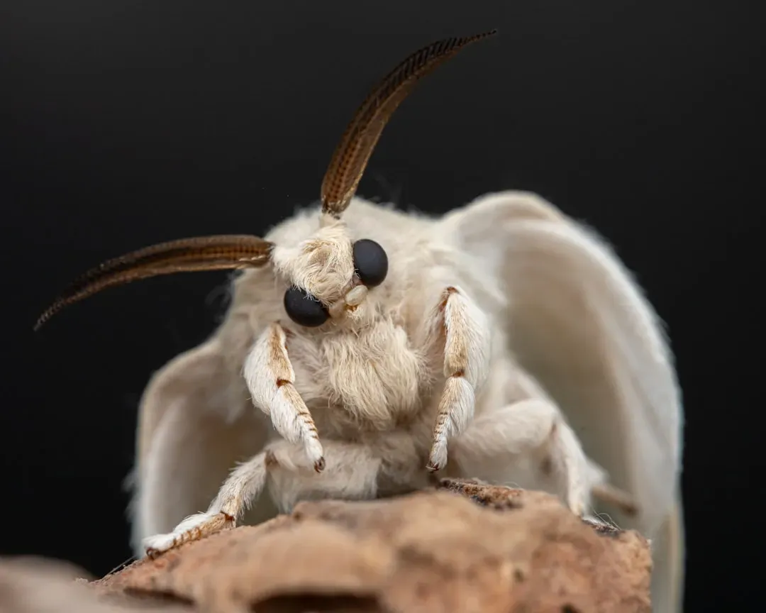 5. Silk Moth: The Tiniest, Most Astounding Sniffer (Image Credits: Unsplash)