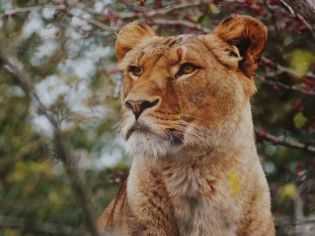 Leo Embodies the Lion's Majestic Presence (Image Credits: Unsplash)