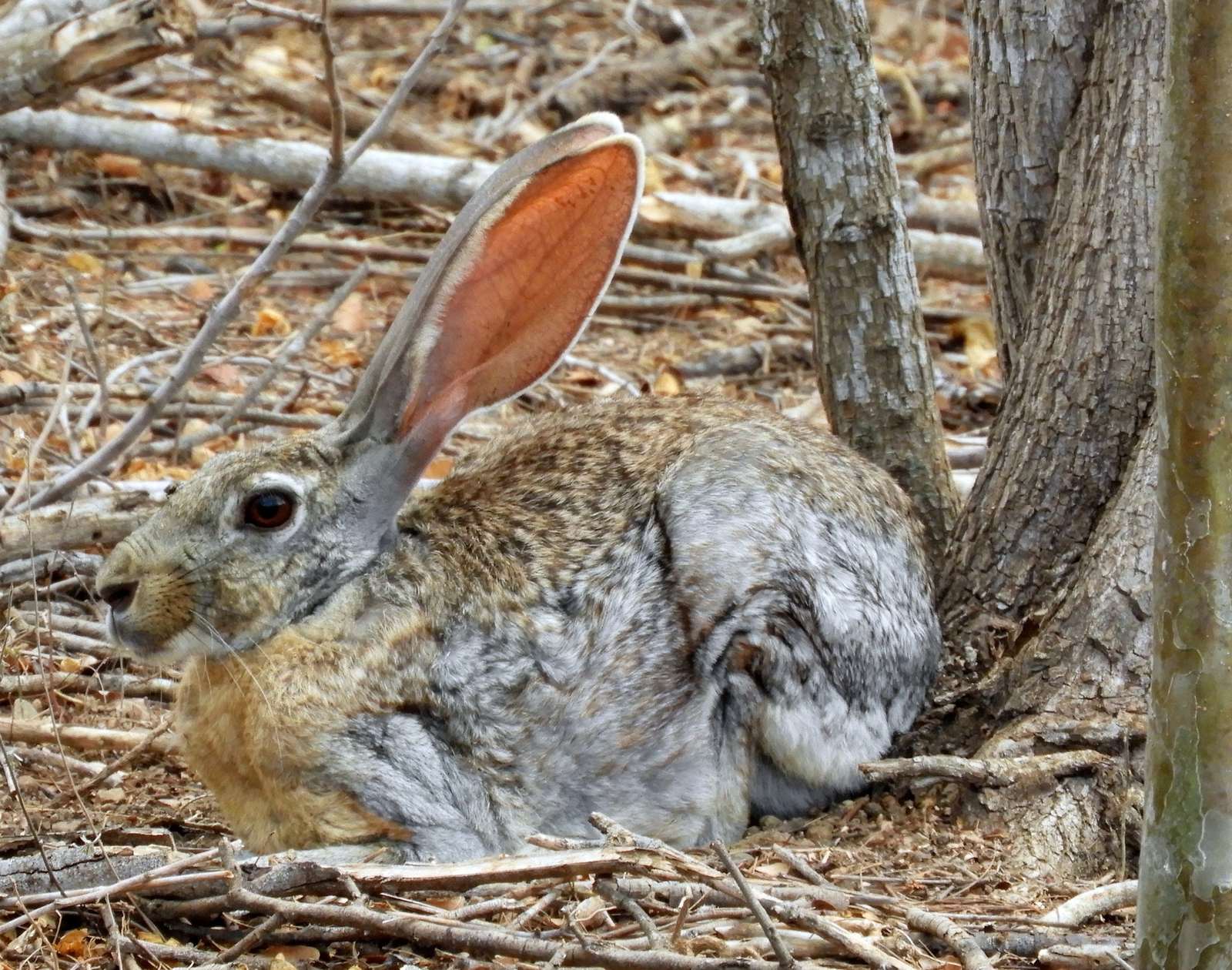 Antelope Jackrabbit - The Heat-Beating Sprinter (Image Credits: Wikimedia)