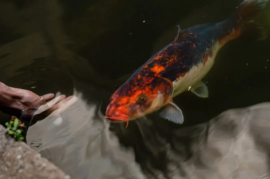 August: The Noble Salmon (Image Credits: Unsplash)