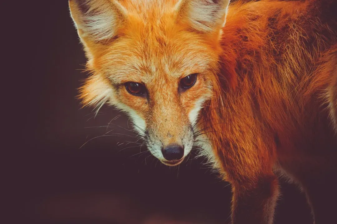 Gemini: The Fox Outsmarts Every Challenge (Image Credits: Unsplash)
