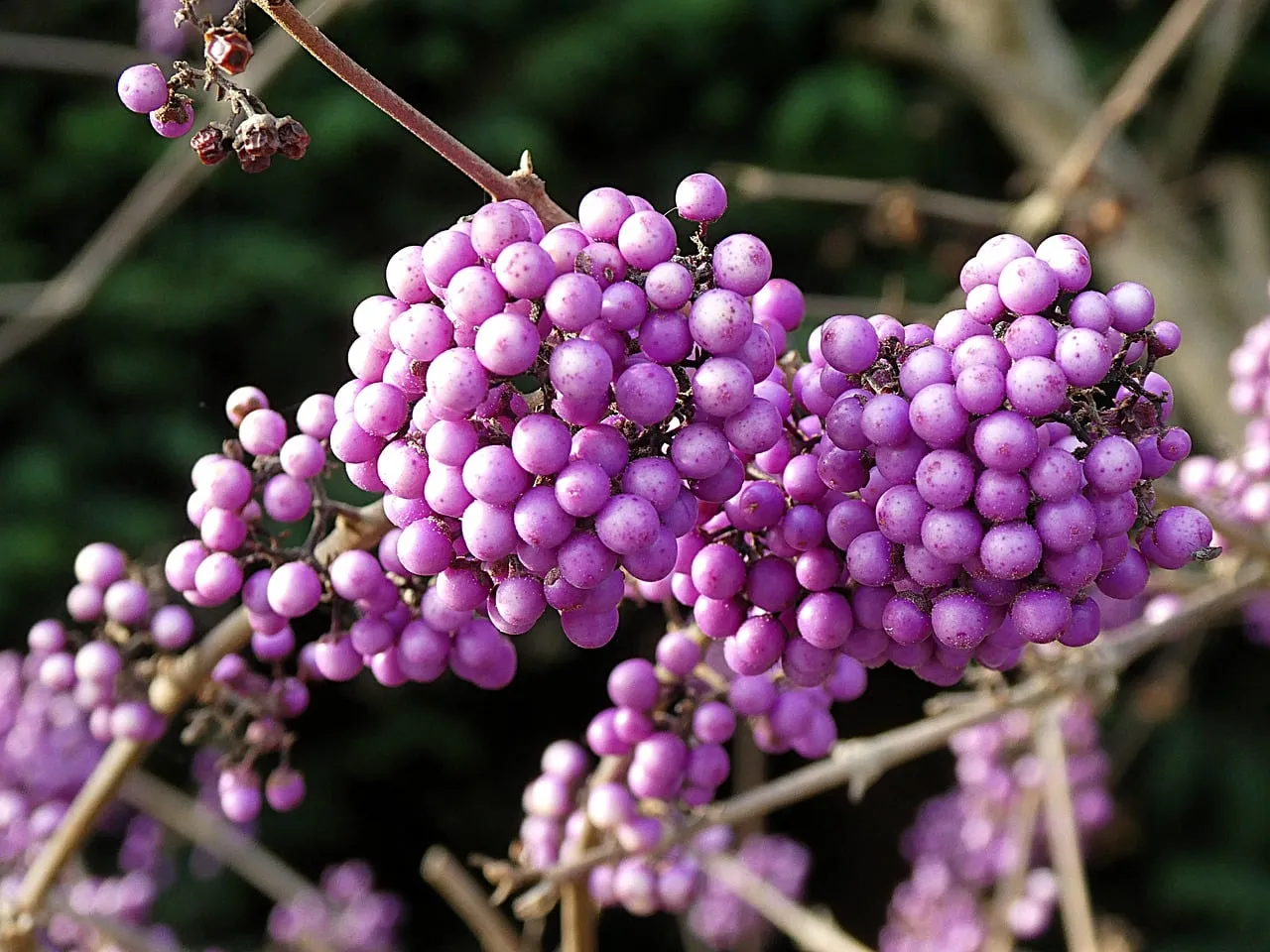 #2 - Beautyberry: Neon Berries Birds Can't Resist (Image Credits: Pixabay)