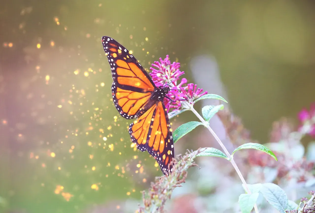 Butterfly Weed (Asclepias tuberosa) (Image Credits: Pixabay)