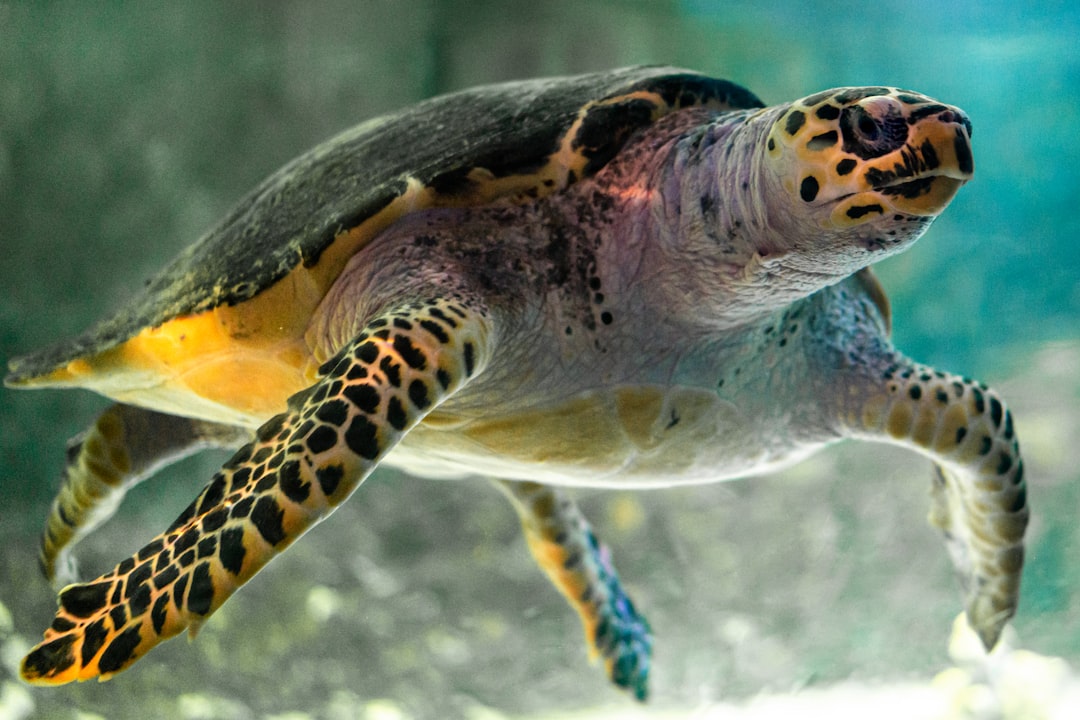 The Shell as Earth's Protective Shield (Image Credits: Unsplash)