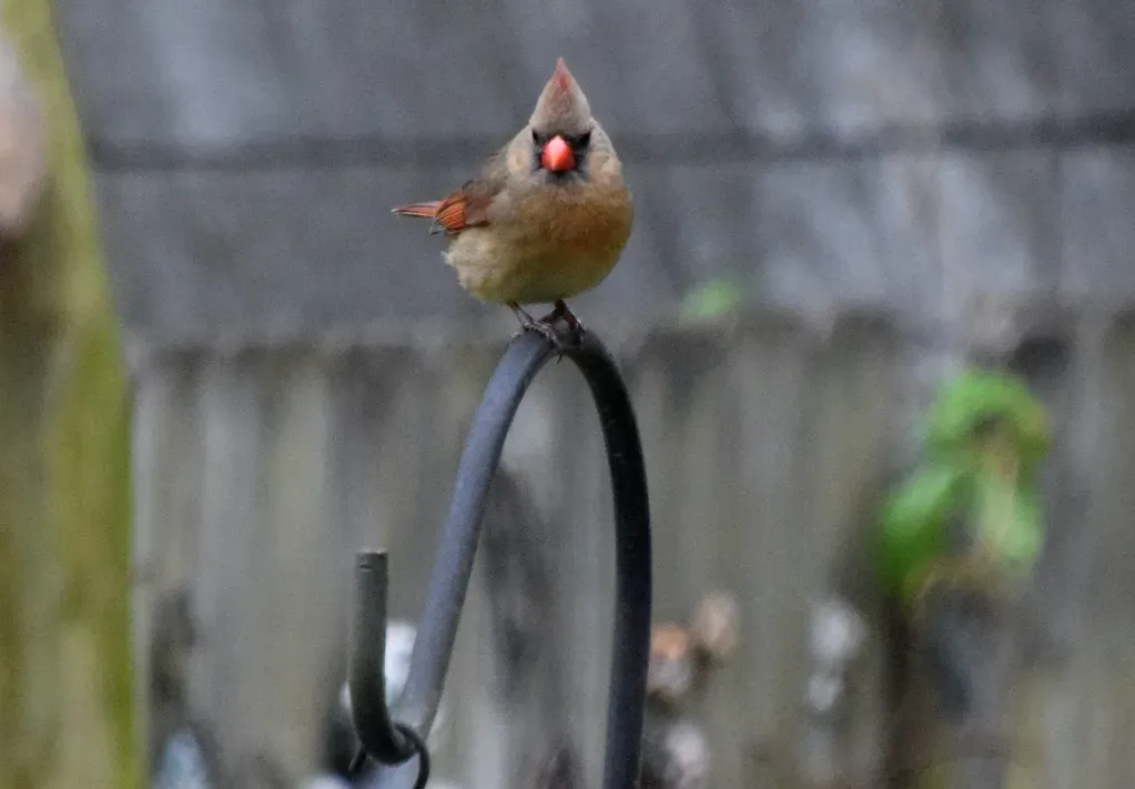 Broader Lessons from Window Visitors (Tobyotter, Flickr, CC BY 2.0)