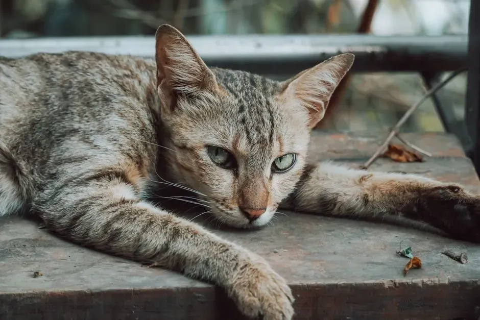 Potential Underlying Conditions (Image Credits: Pexels)