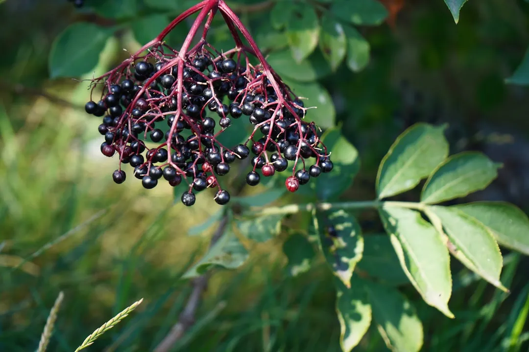 #7 - Elderberry (Image Credits: Unsplash)