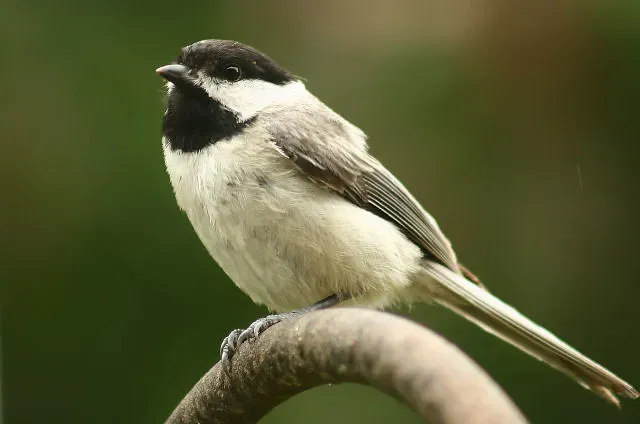 Predator Psychology: How Birds Read and React to Threats (Indiana Ivy Nature Photographer, Flickr, CC BY 2.0)