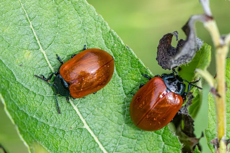 You Notice a Sticky or Shiny Residue on Leaves (Image Credits: Pexels)