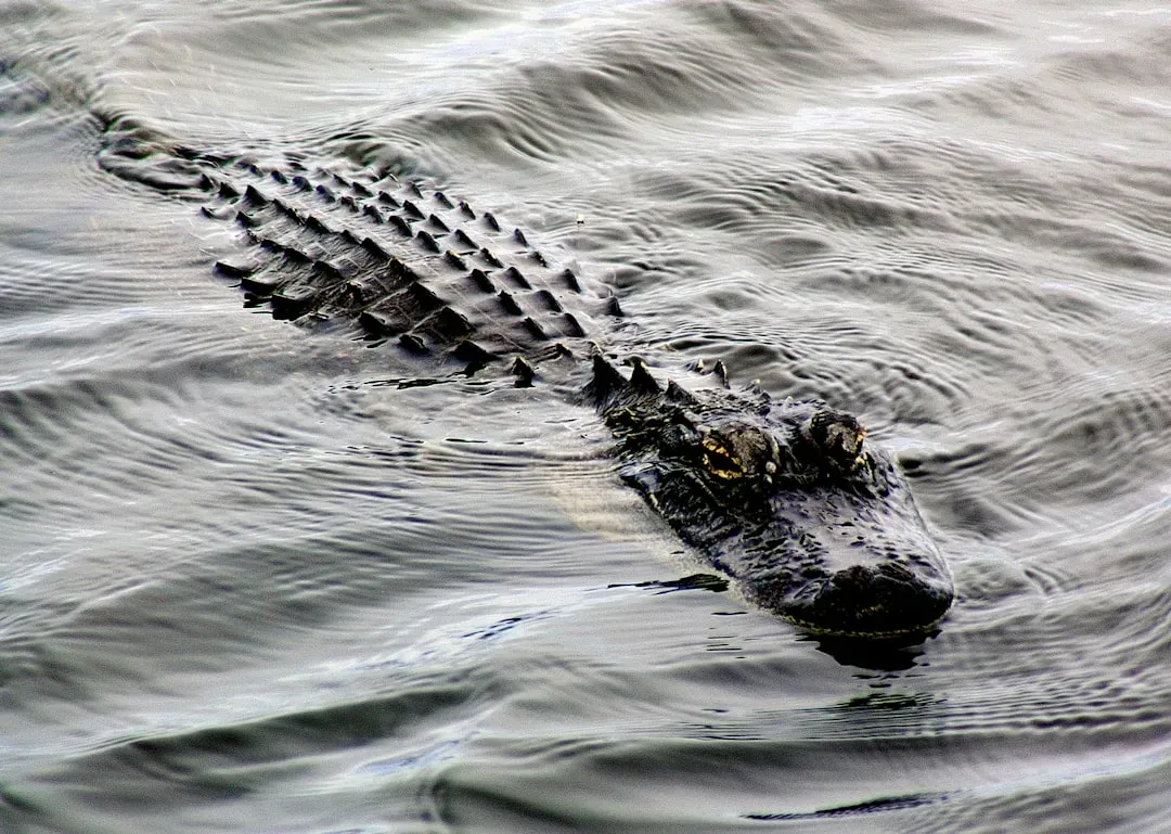 Cancer: The Crocodile (Image Credits: Unsplash)