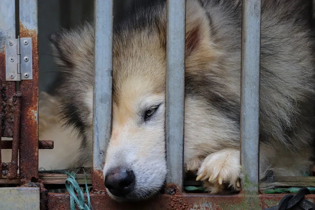 Staged Cruelty: When Animals Are the Actual Victims of the Fraud (Image Credits: Unsplash)