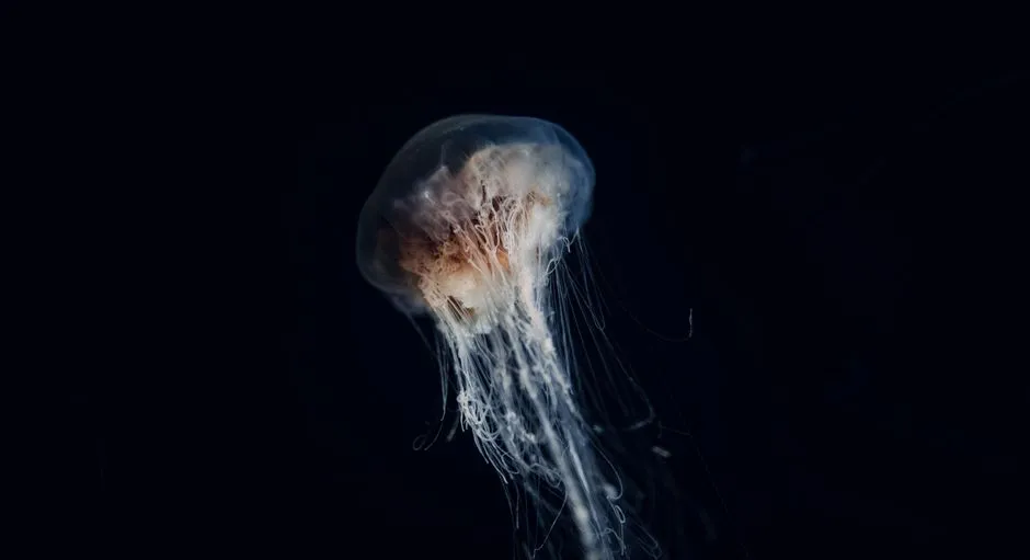 Conclusion – Why Soft, Squishy Life Beats Our Hardest Tech at Depth (Image Credits: Pexels)