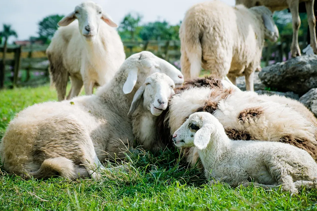 Themba the Elephant and Albert the Sheep: An Unlikely Grief Companion (Image Credits: Pixabay)