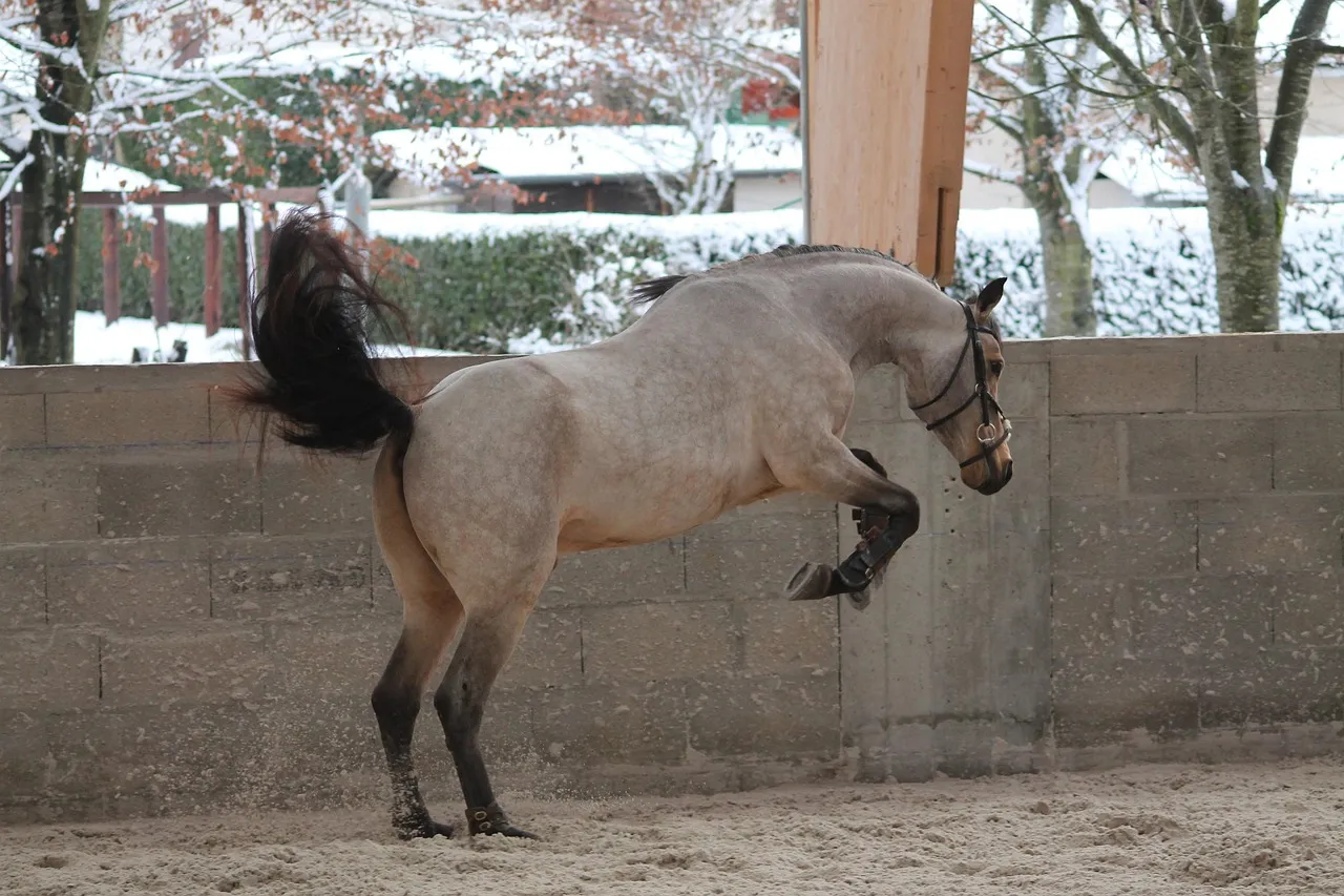#17 - Connemara Pony: When Forgiving Meets Athletic… to a Point (Image Credits: Pixabay)