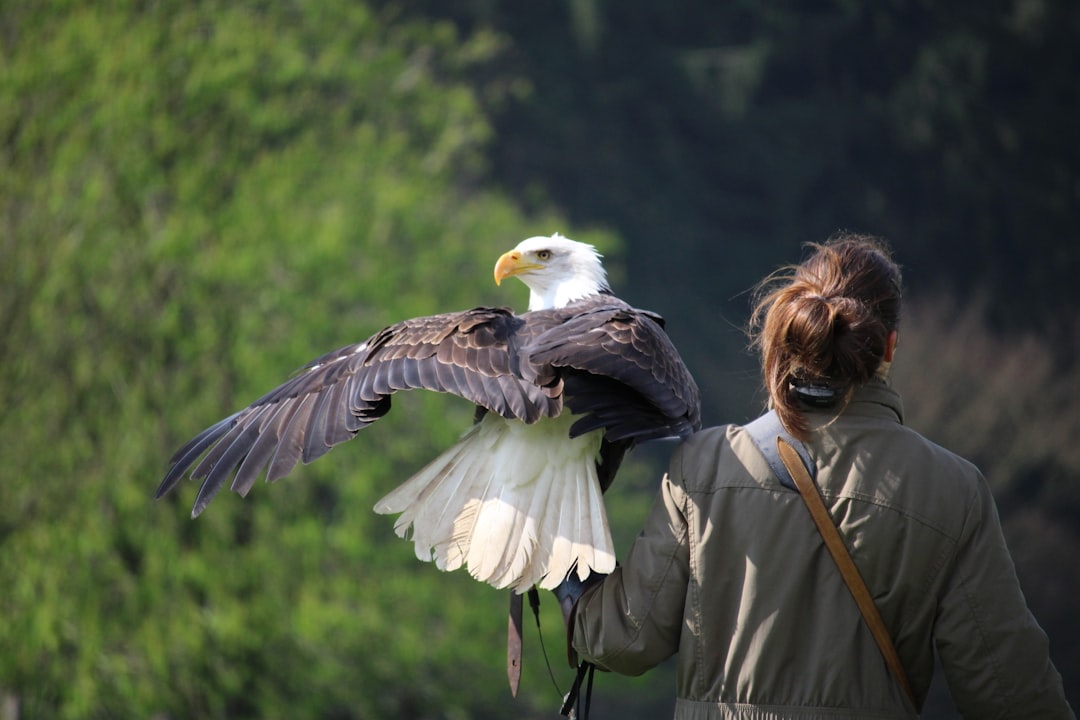 The Shocking Reality of Eagle Attacks on Cats (Image Credits: Unsplash)