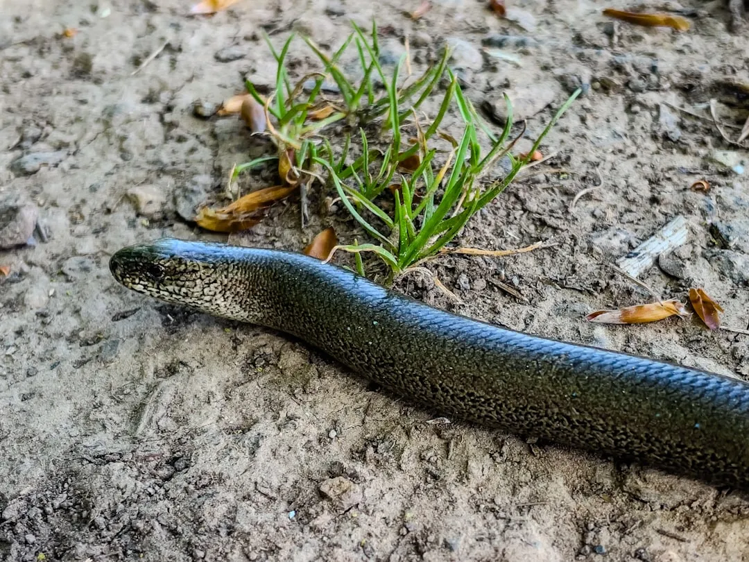 European Eel: Mysterious Voyagers (Image Credits: Unsplash)
