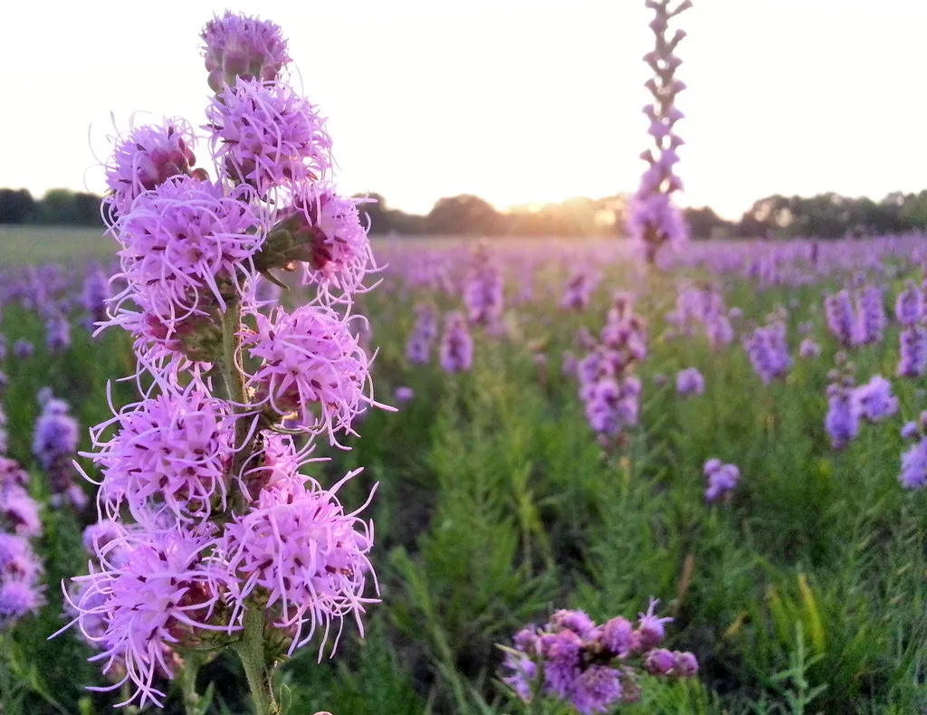 Sagittarius – Prairie Blazing Star (Image Credits: Flickr)