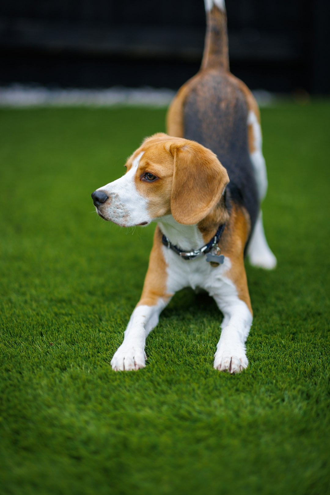 Beagles: The Musical Hounds (Image Credits: Unsplash)