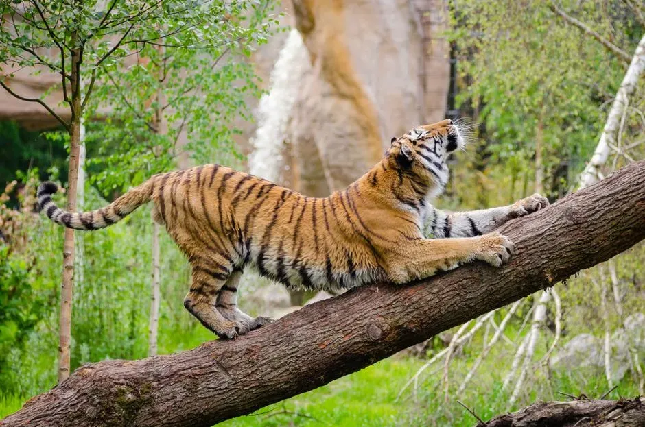 Myth 14: Tigers Cannot Climb Trees Like Other Cats (Image Credits: Pexels)