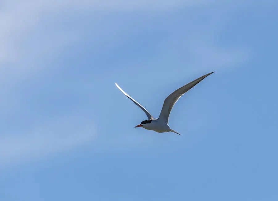 1. Arctic Tern: The Undisputed Champion of Distance (Image Credits: Pexels)