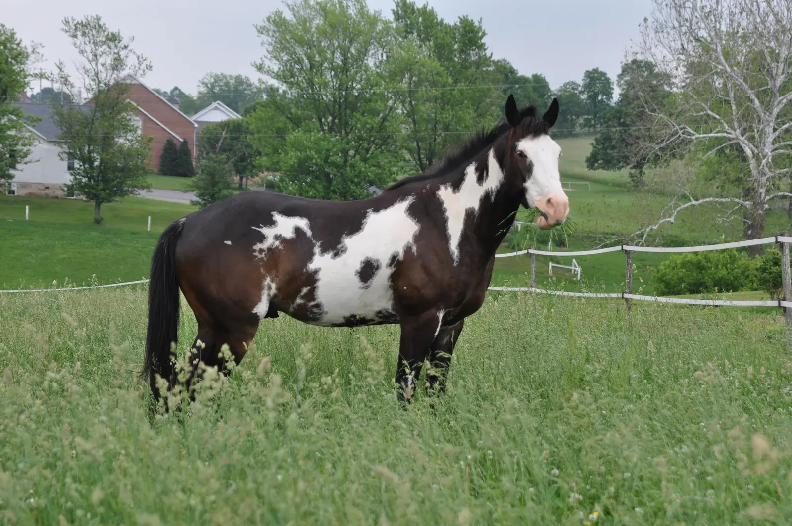 Paint Horse: Beauty Meets Sweetness (Image Credits: Wikimedia)