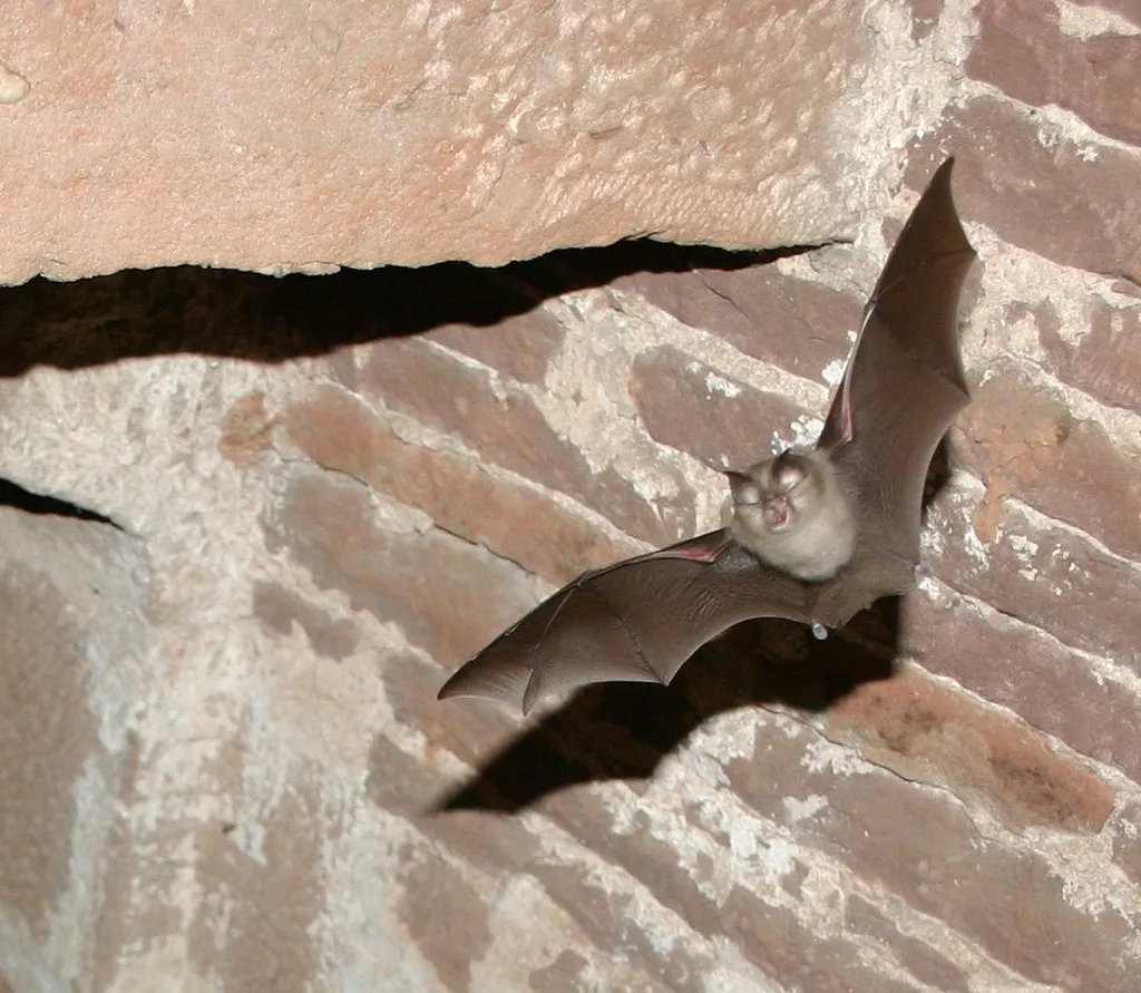 Unveiling Hidden Biodiversity (Jessicajil, Flickr, CC BY-SA 2.0)