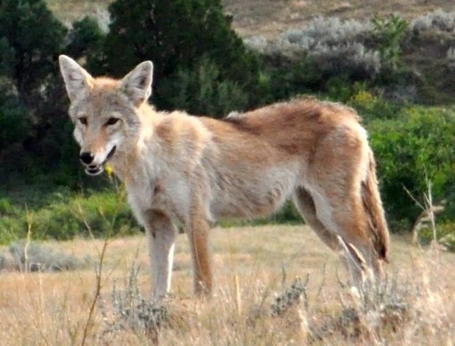 Kansas: Prairie Predators (Image Credits: Wikimedia)