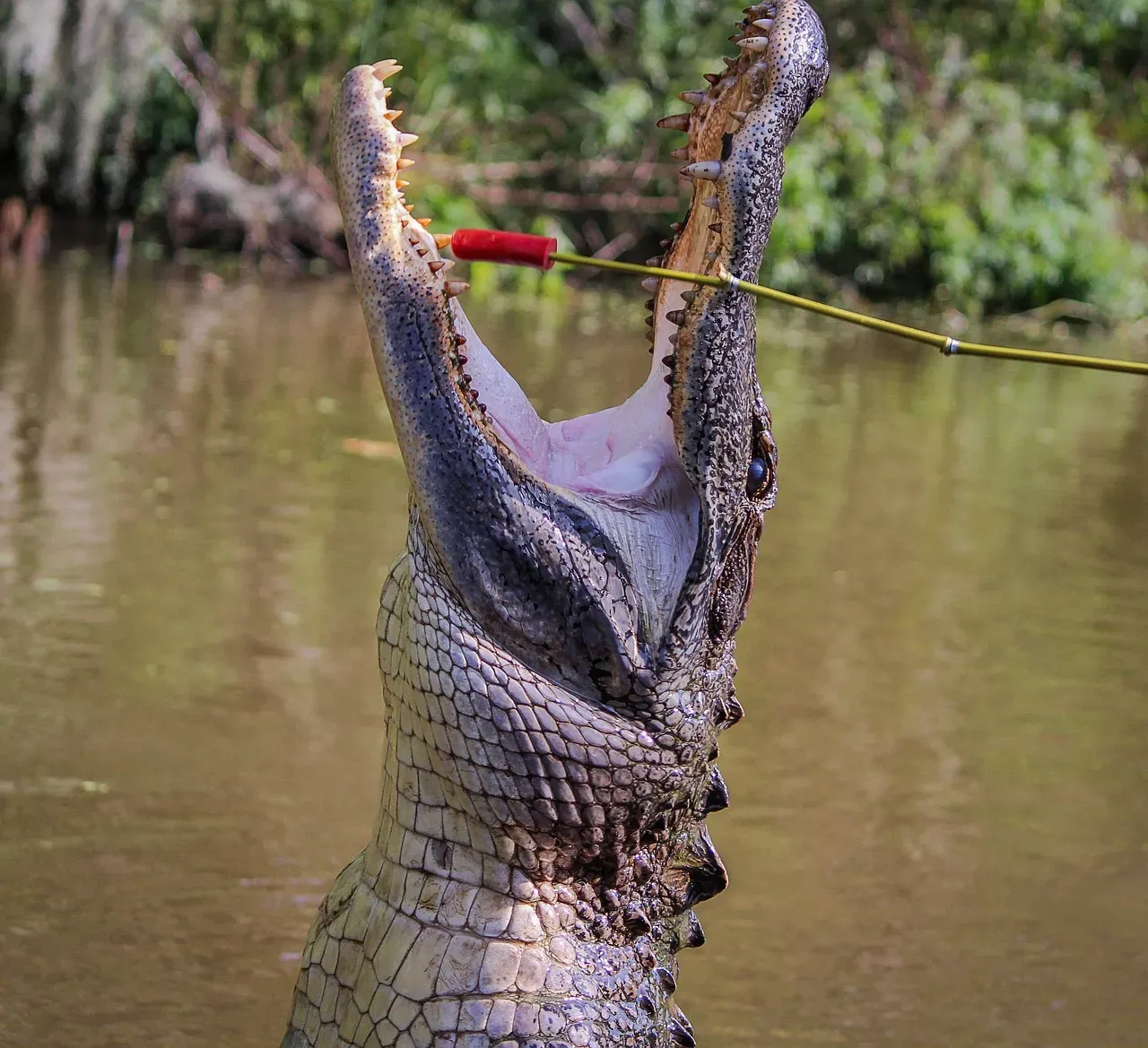 6 US States With the Most Alligators Animals Around The Globe