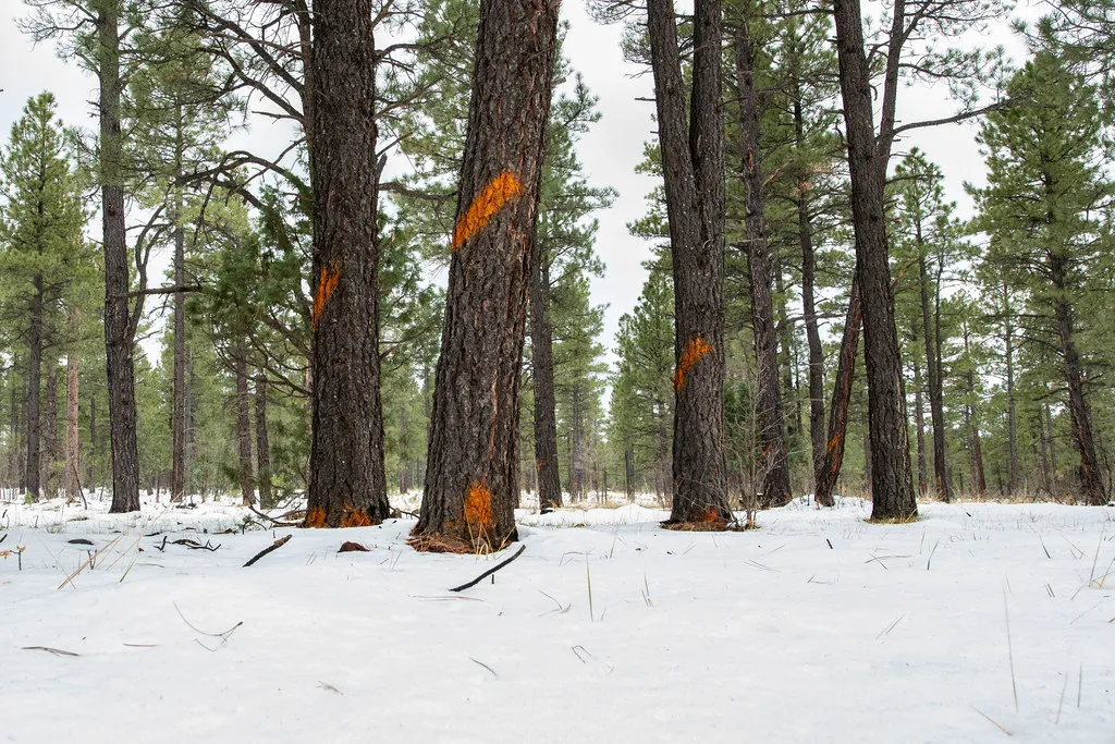 Conclusion: Let Your Yard Be a Little Wild on Purpose (Image Credits: Flickr)