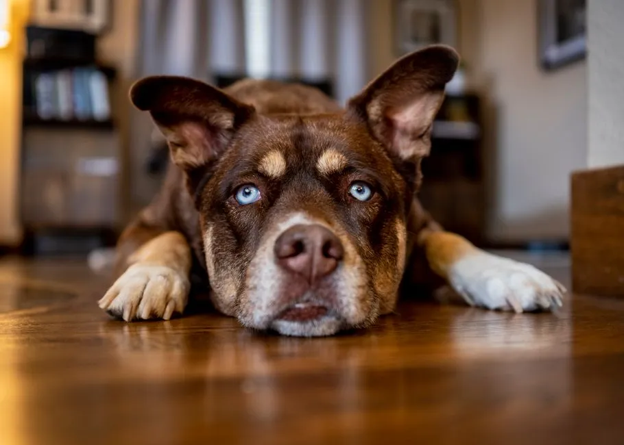 #6 - A Bored Dog Will Always Look Like a "Bad" Dog (Image Credits: Pexels)