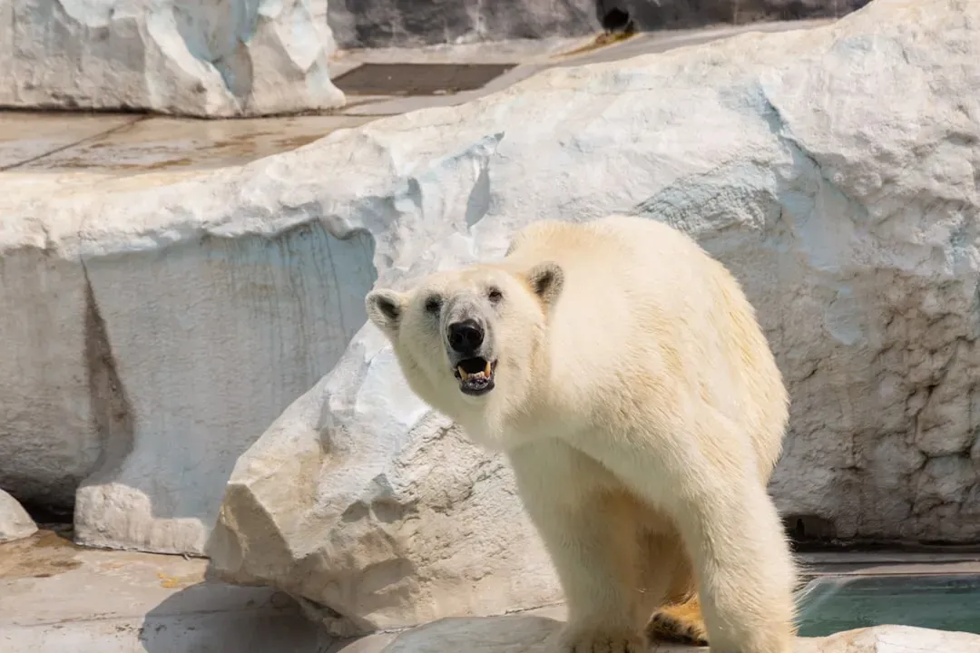Polar Bears: Hunting on Borrowed Time (Image Credits: Unsplash)