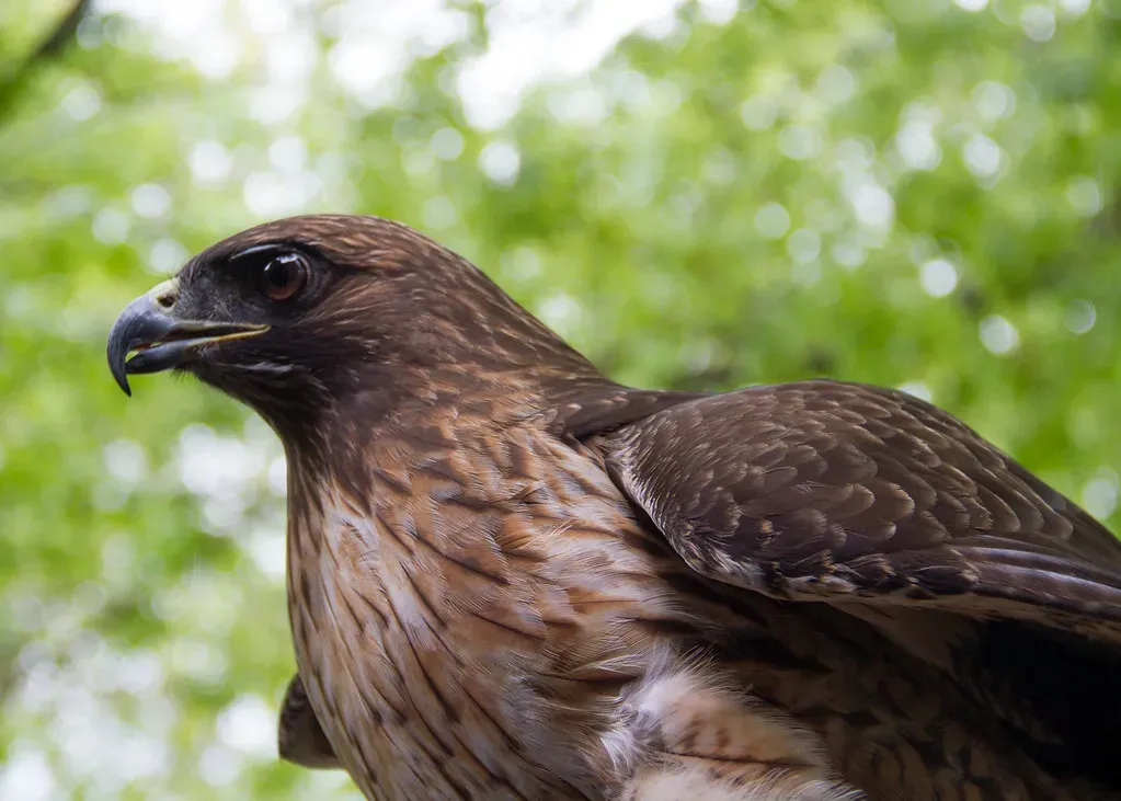 Aries: The Fierce Hawk Spirit (Image Credits: Flickr)