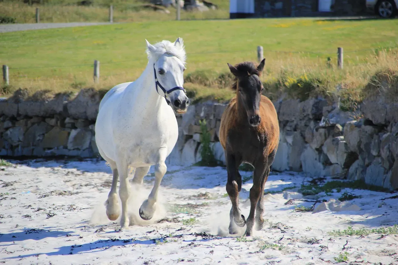 #9 - Connemara Pony: Ireland's Tough One-Person Performer (Image Credits: Pixabay)